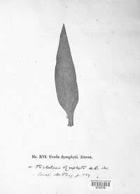 Pucciniastrum symphyti image